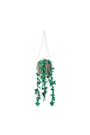 hangplant Hedera