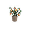 Kidsdepot kunstplant Orange (25x56 cm)