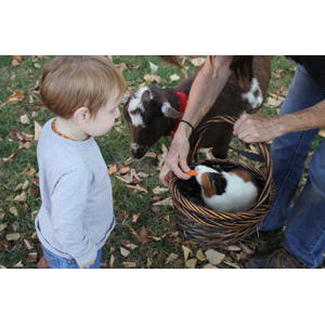 De leukste kinderboerderijen